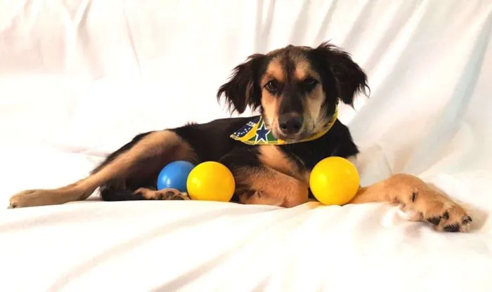 Cachorro ra a  idade 1 ano nome Pitoco