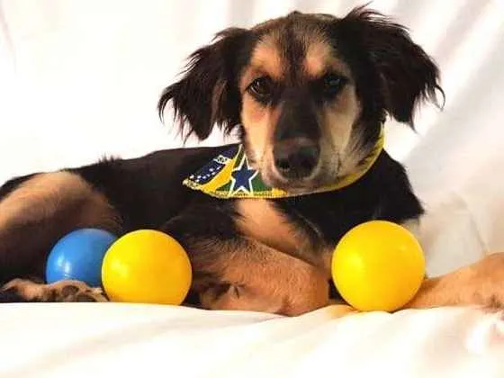 Cachorro ra a  idade 1 ano nome Pitoco