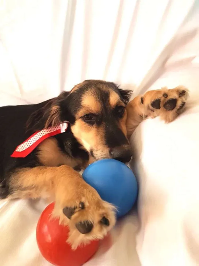 Cachorro ra a  idade 1 ano nome Pitoco