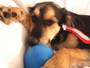Cachorro raça  idade 1 ano nome Pitoco