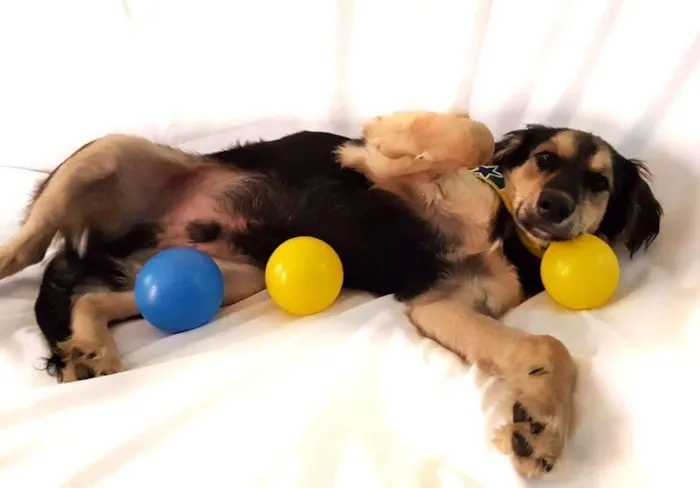 Cachorro ra a  idade 1 ano nome Pitoco