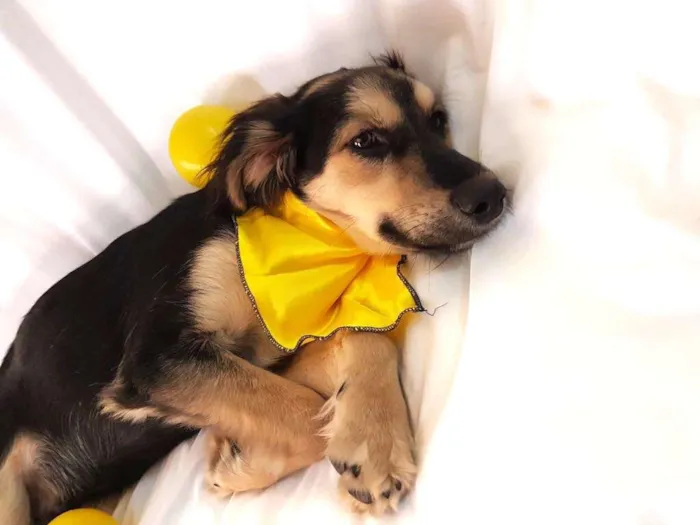 Cachorro ra a  idade 1 ano nome Pitoco
