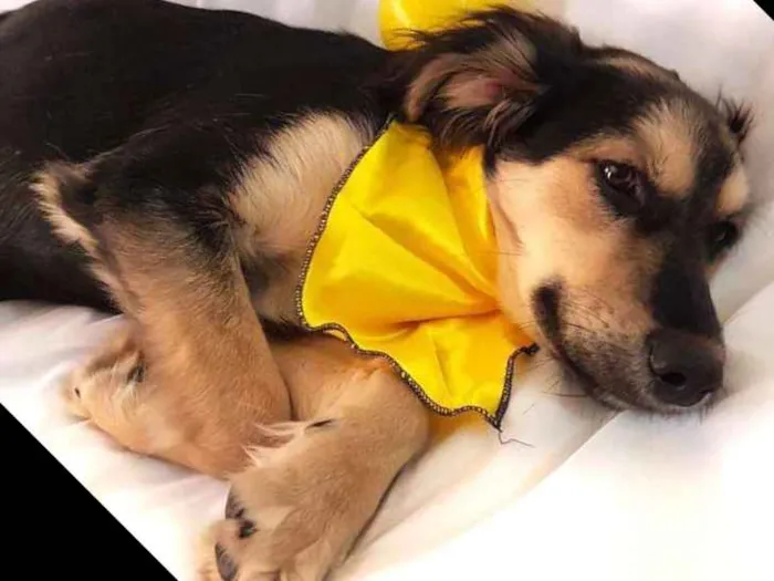 Cachorro ra a  idade 1 ano nome Pitoco