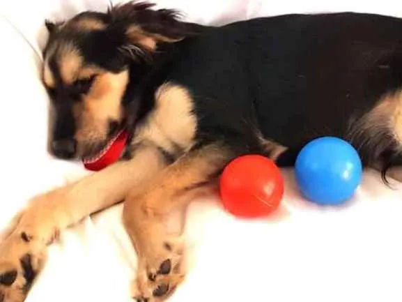Cachorro ra a  idade 1 ano nome Pitoco