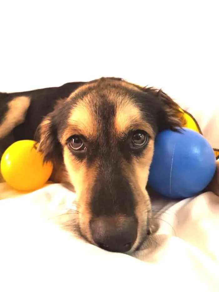 Cachorro ra a  idade 1 ano nome Pitoco