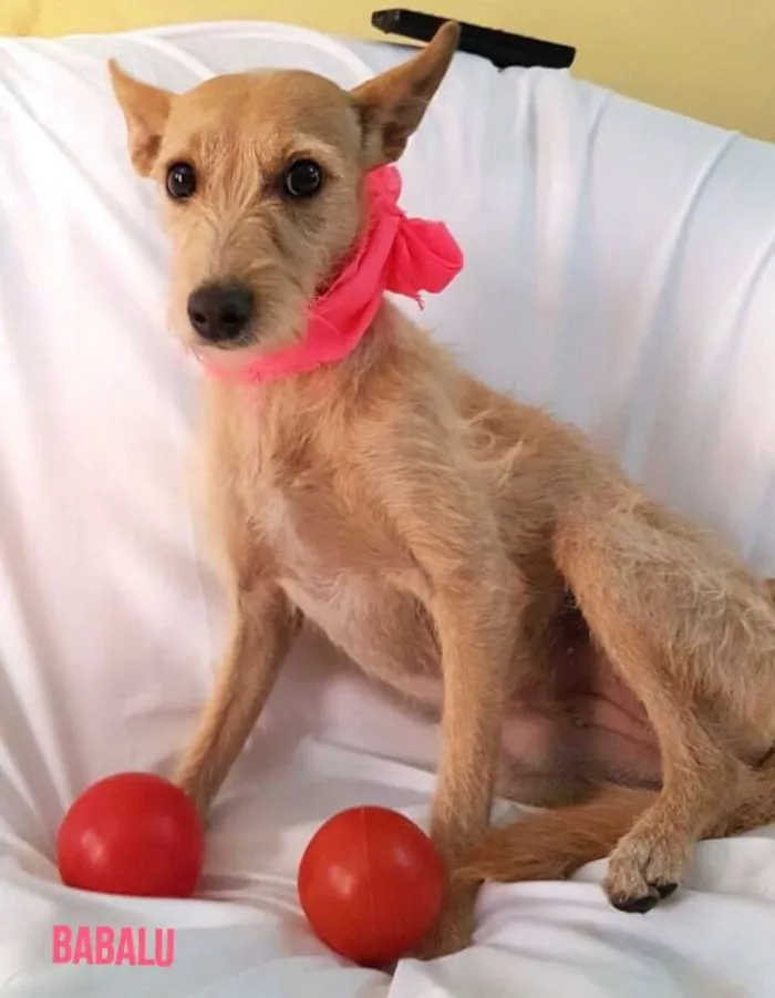 Cachorro ra a  idade 1 ano nome Babalú