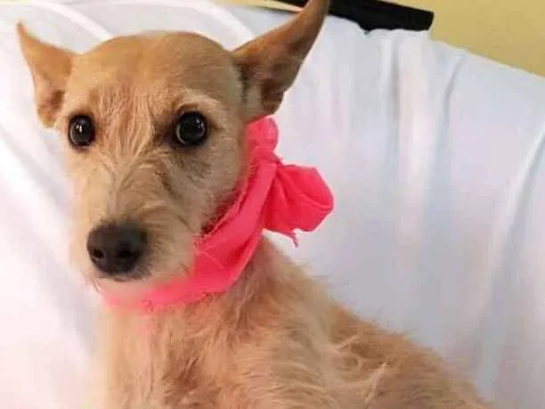 Cachorro ra a  idade 1 ano nome Babalú