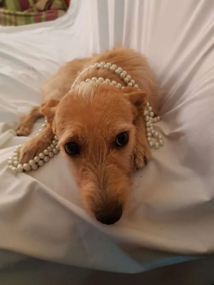 Cachorro ra a  idade 1 ano nome Babalú