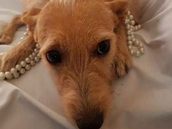 Cachorro ra a  idade 1 ano nome Babalú