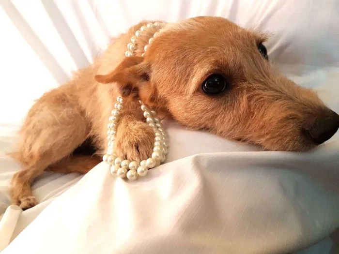 Cachorro ra a  idade 1 ano nome Babalú