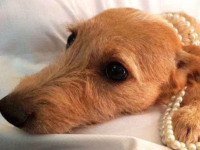 Cachorro ra a  idade 1 ano nome Babalú