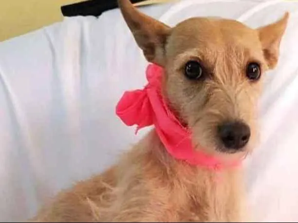 Cachorro ra a  idade 1 ano nome Babalú