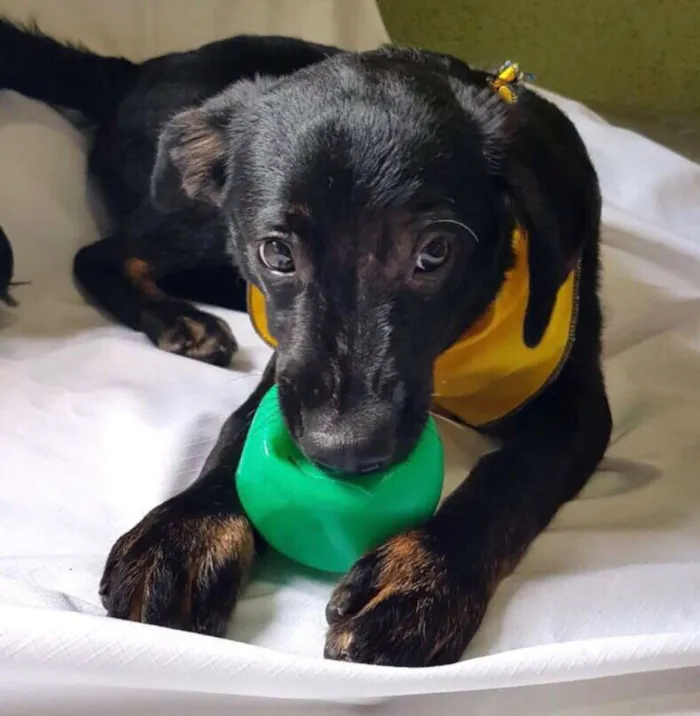 Cachorro ra a  idade 7 a 11 meses nome Caio