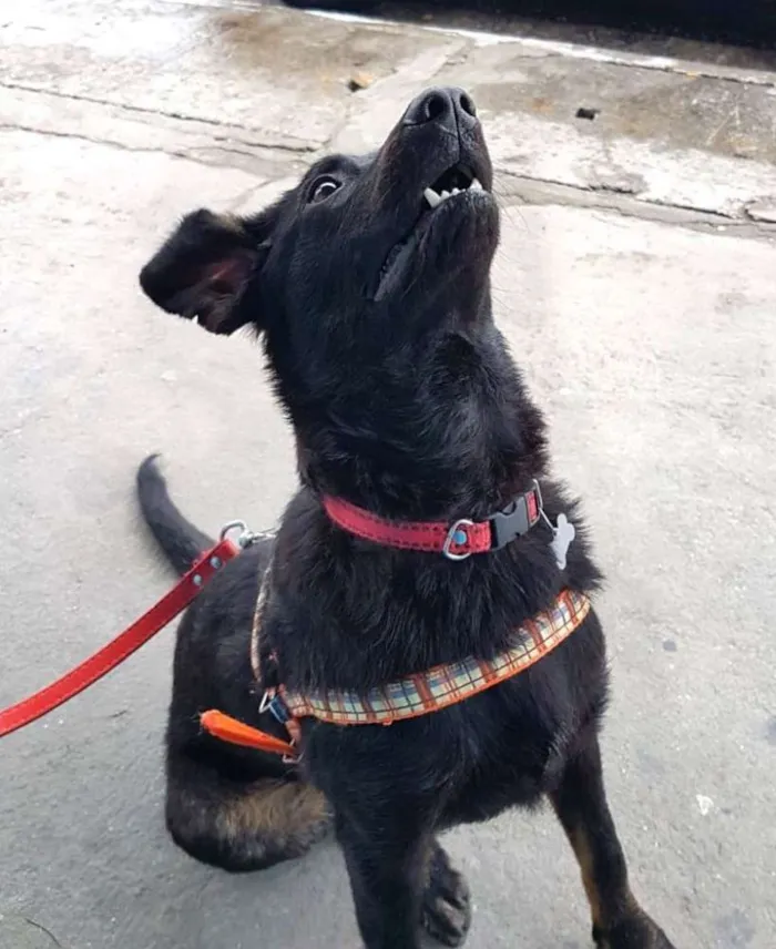 Cachorro ra a  idade 7 a 11 meses nome Caio
