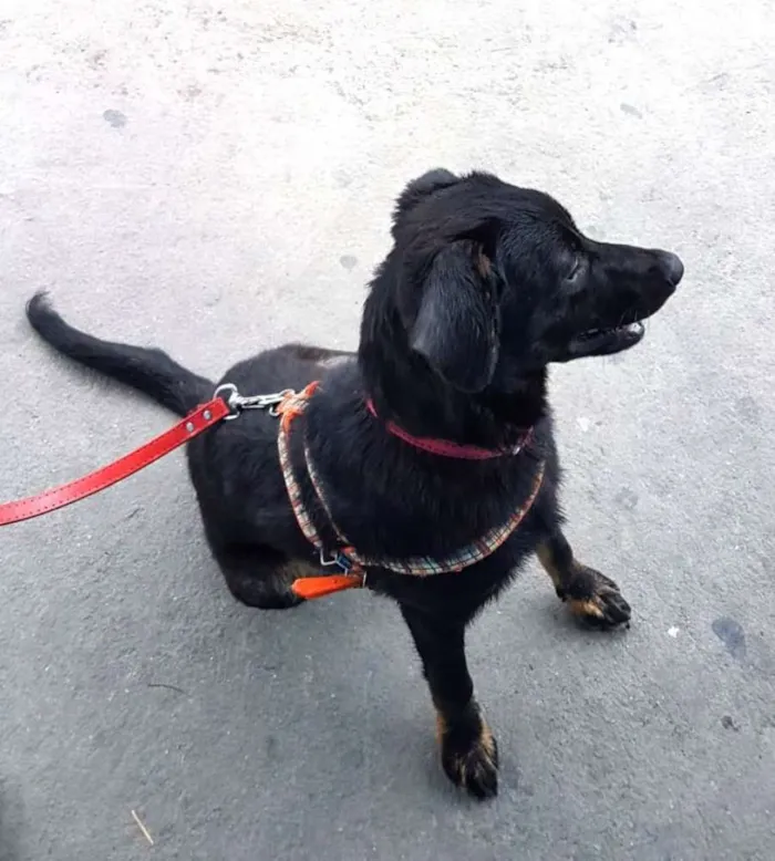 Cachorro ra a  idade 7 a 11 meses nome Caio