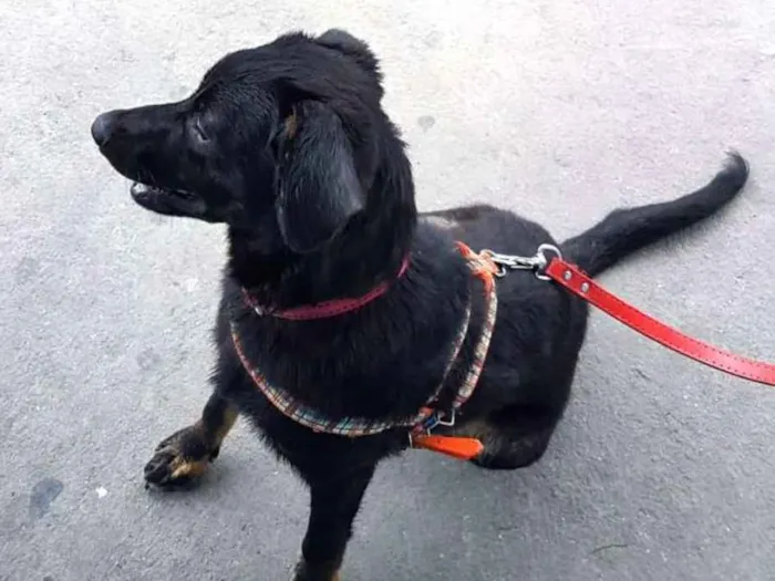 Cachorro ra a  idade 7 a 11 meses nome Caio