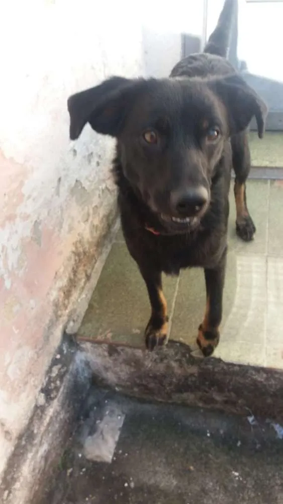 Cachorro ra a  idade 7 a 11 meses nome Caio