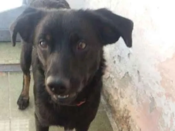 Cachorro ra a  idade 7 a 11 meses nome Caio