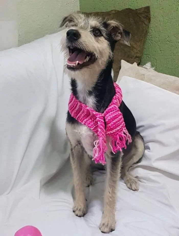 Cachorro ra a  idade 1 ano nome Sofia 