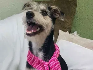 Cachorro raça  idade 1 ano nome Sofia 