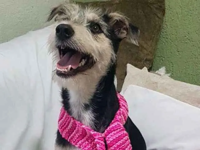 Cachorro ra a  idade 1 ano nome Sofia 
