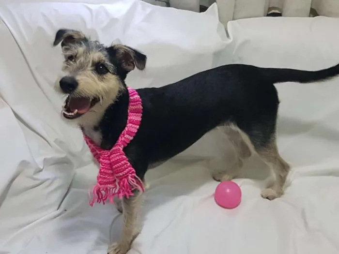 Cachorro ra a  idade 1 ano nome Sofia 