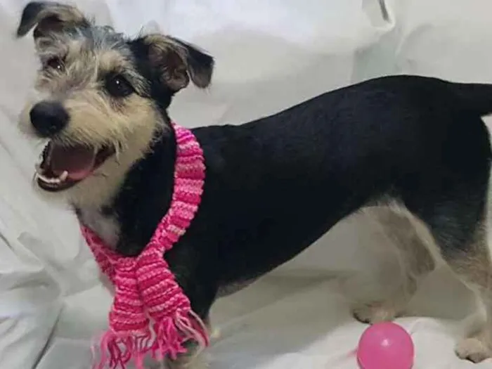 Cachorro ra a  idade 1 ano nome Sofia 