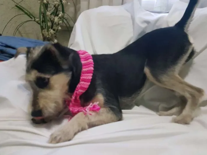 Cachorro ra a  idade 1 ano nome Sofia 