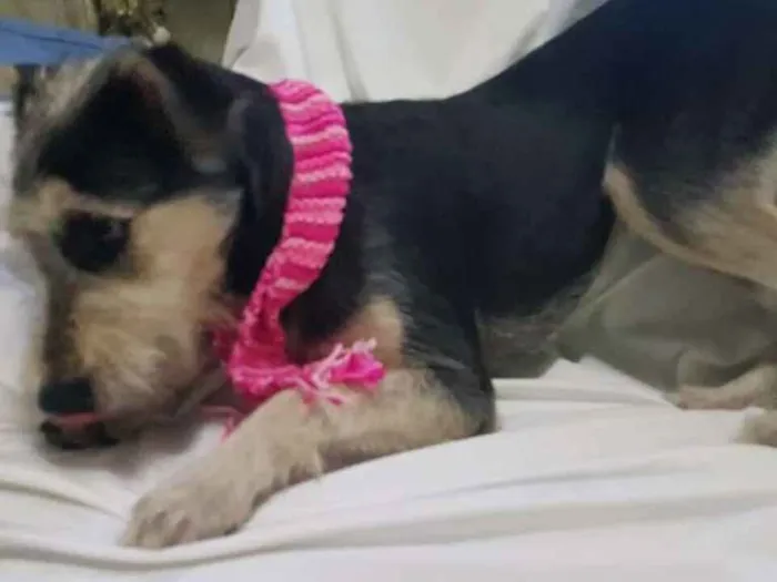 Cachorro ra a  idade 1 ano nome Sofia 