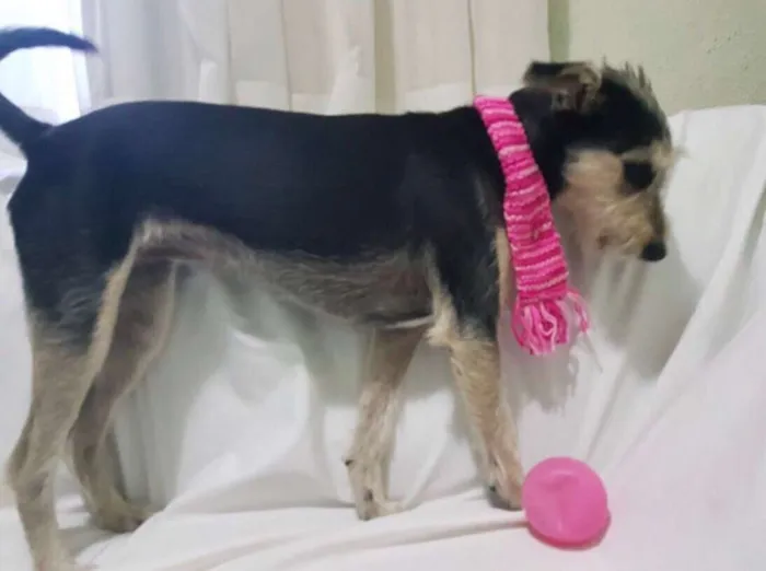 Cachorro ra a  idade 1 ano nome Sofia 