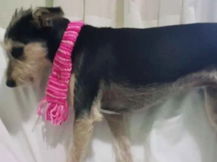Cachorro ra a  idade 1 ano nome Sofia 