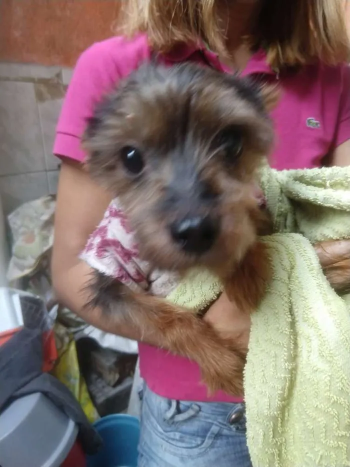 Cachorro ra a Yorkshire  idade 4 anos nome Fred 