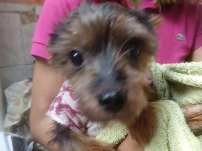 Cachorro ra a Yorkshire  idade 4 anos nome Fred 