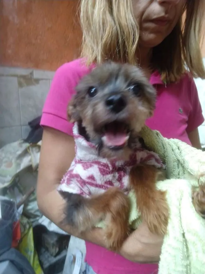 Cachorro ra a Yorkshire  idade 4 anos nome Fred 