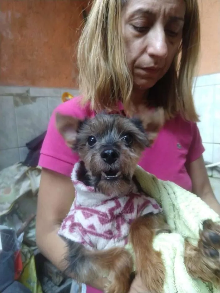 Cachorro ra a Yorkshire  idade 4 anos nome Fred 