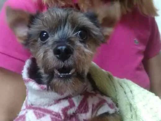Cachorro ra a Yorkshire  idade 4 anos nome Fred 