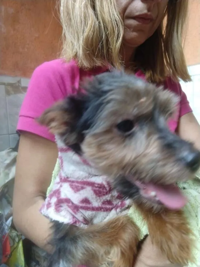Cachorro ra a Yorkshire  idade 4 anos nome Fred 