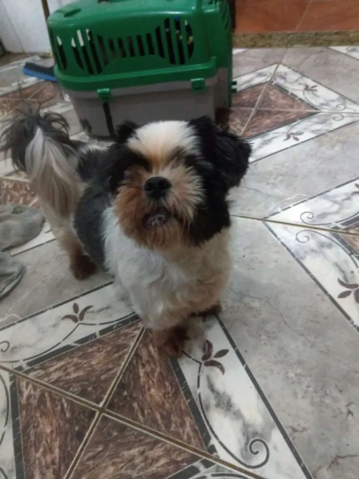 Cachorro ra a Shitzu idade 3 anos nome Bruninho 