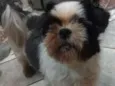 Bruninho 