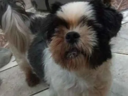 Cachorro ra a Shitzu idade 3 anos nome Bruninho 