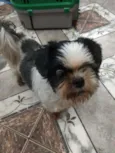 Bruninho 