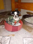 Bruninho 