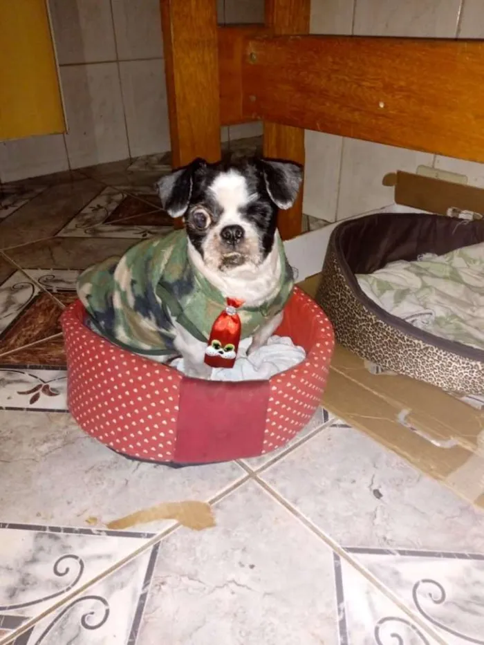 Cachorro ra a Shitzu idade 3 anos nome Bruninho 