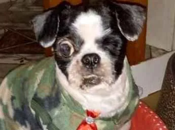 Cachorro ra a Shitzu idade 3 anos nome Bruninho 