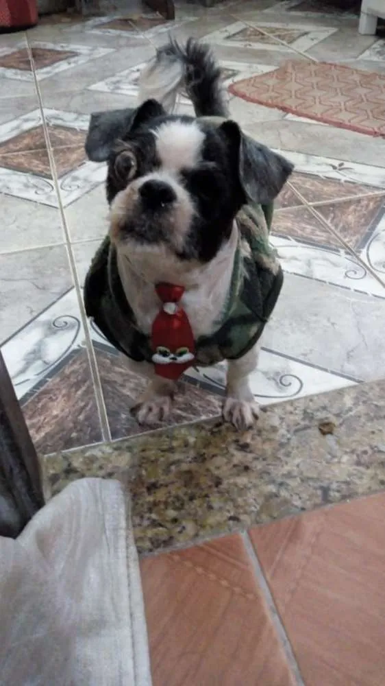 Cachorro ra a Shitzu idade 3 anos nome Bruninho 