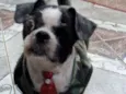 Bruninho 