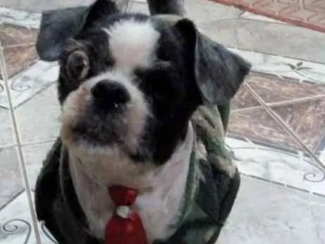Cachorro ra a Shitzu idade 3 anos nome Bruninho 