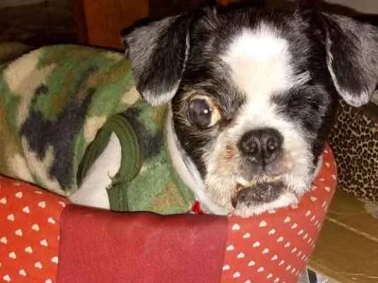 Cachorro ra a Shitzu idade 3 anos nome Bruninho 
