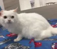 Mingau 