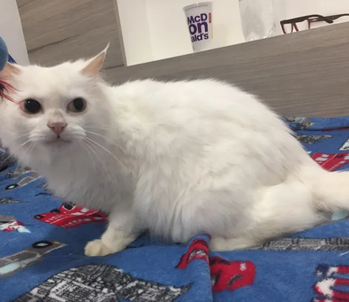 Gato ra a SRD idade 1 ano nome Mingau 